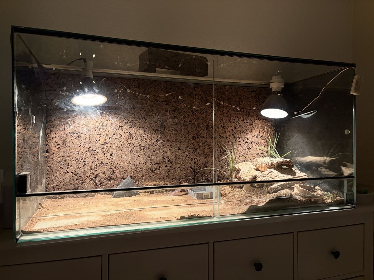 Terrario: Terrarium – Usato da Urtenen-Schönbühl venduto da Hattrick3 1