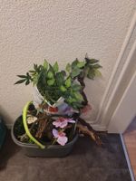 terarium Zubehör 