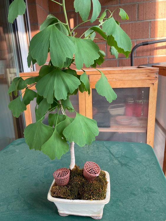 Prä Bonsai Gingko biloba Kaufen auf Ricardo