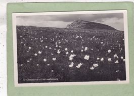 Le Chasseron et les anémones 1947