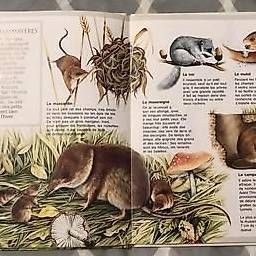 Libri: Livre "Les animaux des champs" – Usato da Vernayaz venduto da kat_h7s2 2