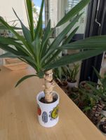 Yucca-Palme mit frischem Austrieb im weissen Übertopf 