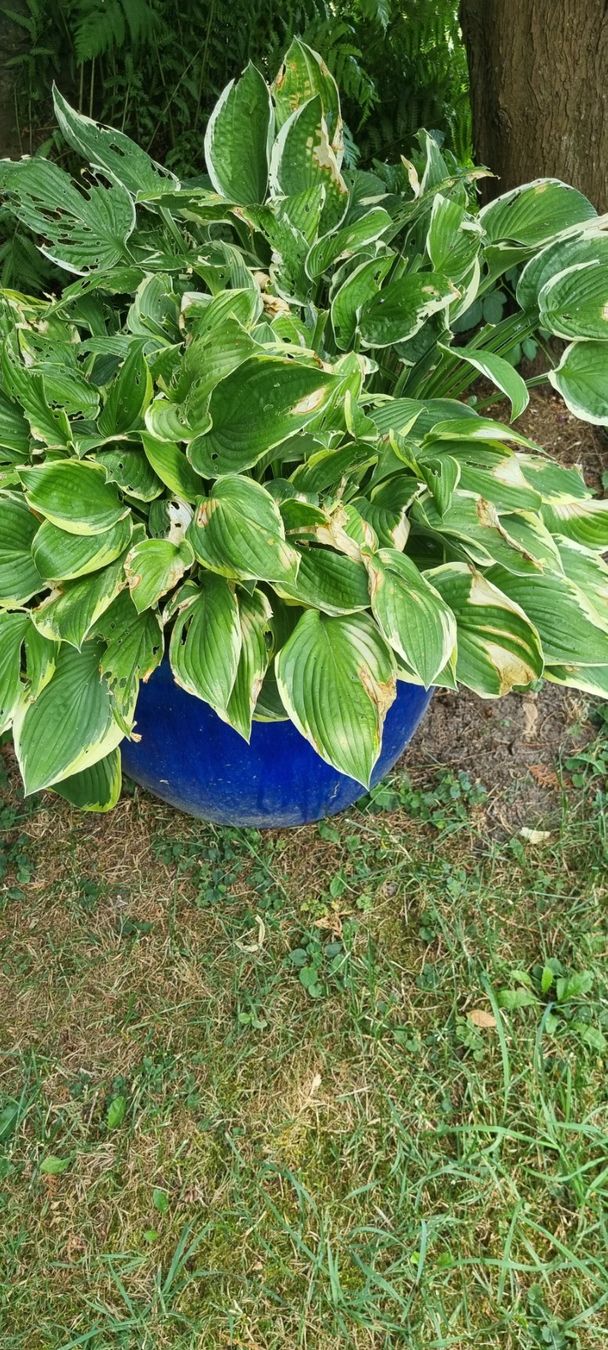 Pflanzen & Samen: Gartenpflanze Hosta im blauen Topf gross – Gebraucht aus egliswil von Maggy6 1