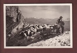 DAVOS - Grünhorngrat Parsenn - Schafherde
