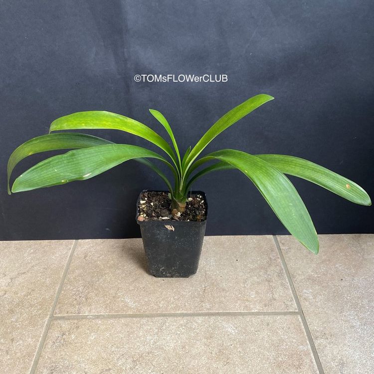 alocasia frydek variegata warum so teuer Alocasia Frydek Variegata | Seltene Zimmerpflanze main image 0
