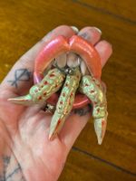 Sofie’s World Pussy Eater Magnet
