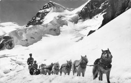 Polarhunde auf dem jungfraujoch