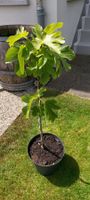 Feigenbaum Pflanze - Bergfeige