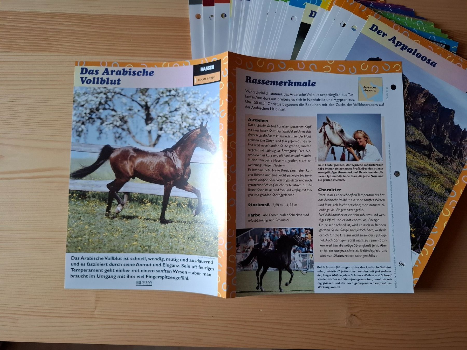 Libri: Pferdebücher und Zeitschriften – Usato da Oberurnen venduto da rotty80 8