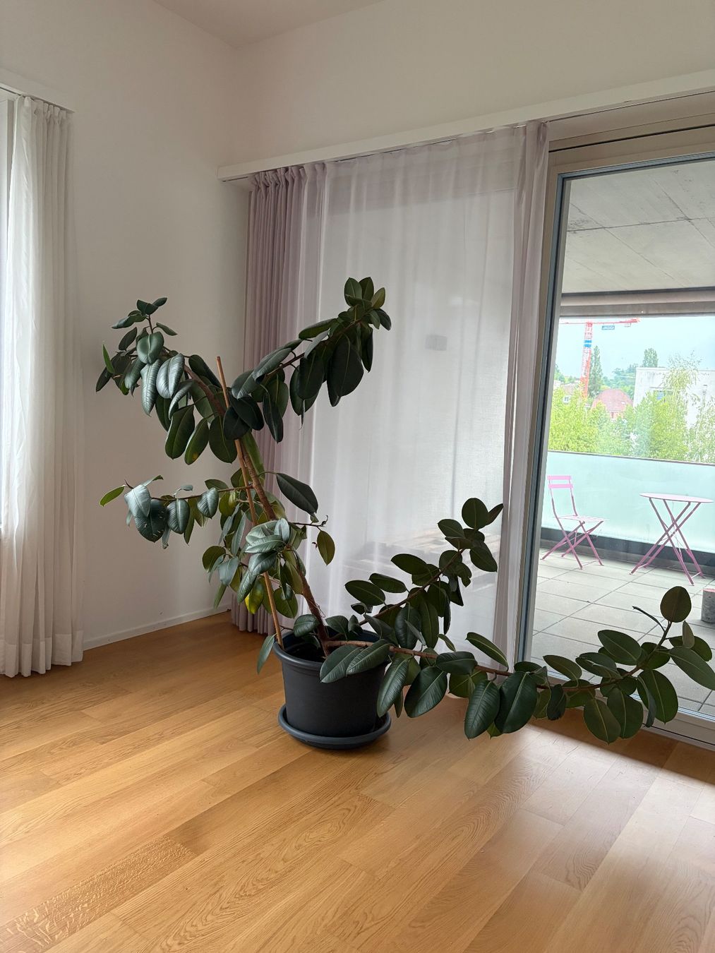 Piante & sementi: Grosser Gummibaum – Usato da Windisch venduto da Laura_1991 1