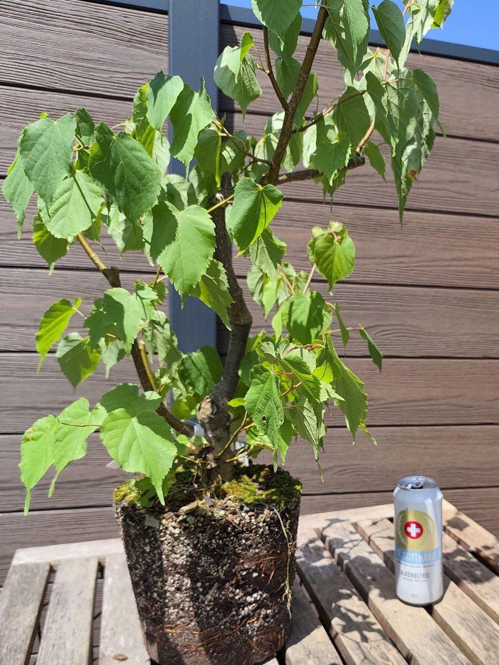 Piante & sementi: Bonsai Rohmaterial Winterlinde #1 – Usato da Oberwil BL venduto da suaku 1