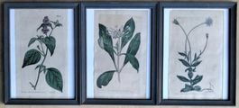 3 Radierungen aus Curtis's Botanical Magazine 1804 / 1808