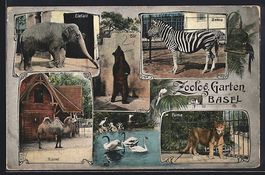 Basel, Zoologischer Garten mit Elefant, 