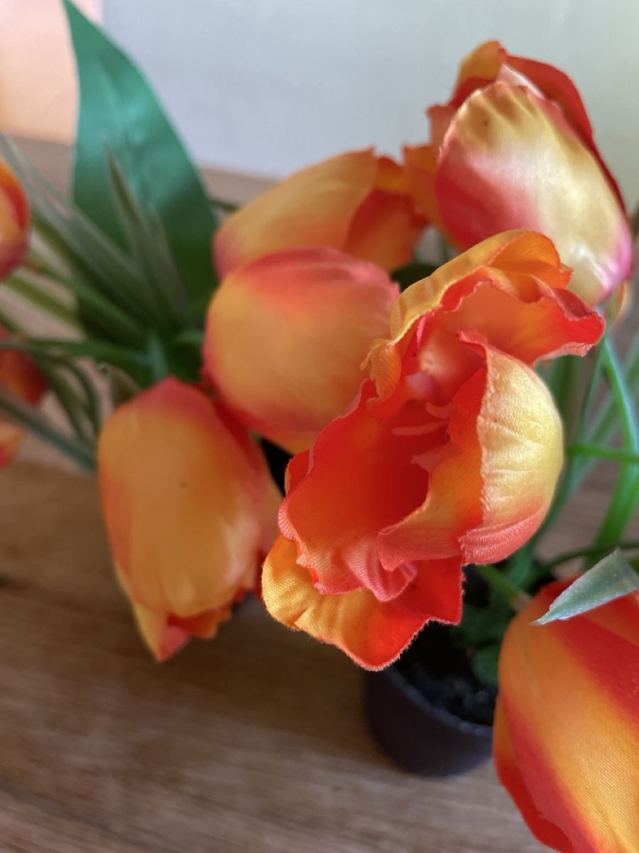 Pflanzen & Samen: Tulpen – Gebraucht aus Freidorf TG von ibipatria 1