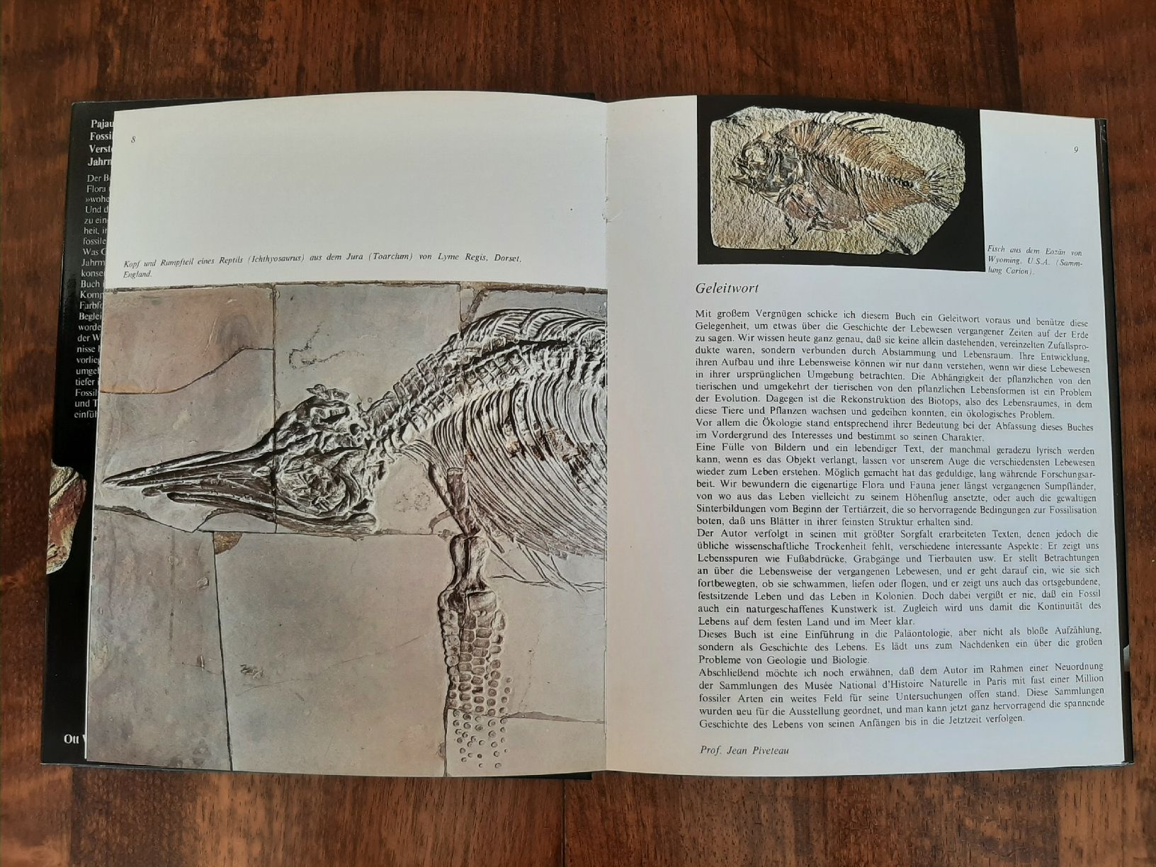 Libri: Buch Fossilien – Usato da Rickenbach BL venduto da Oktober68 2