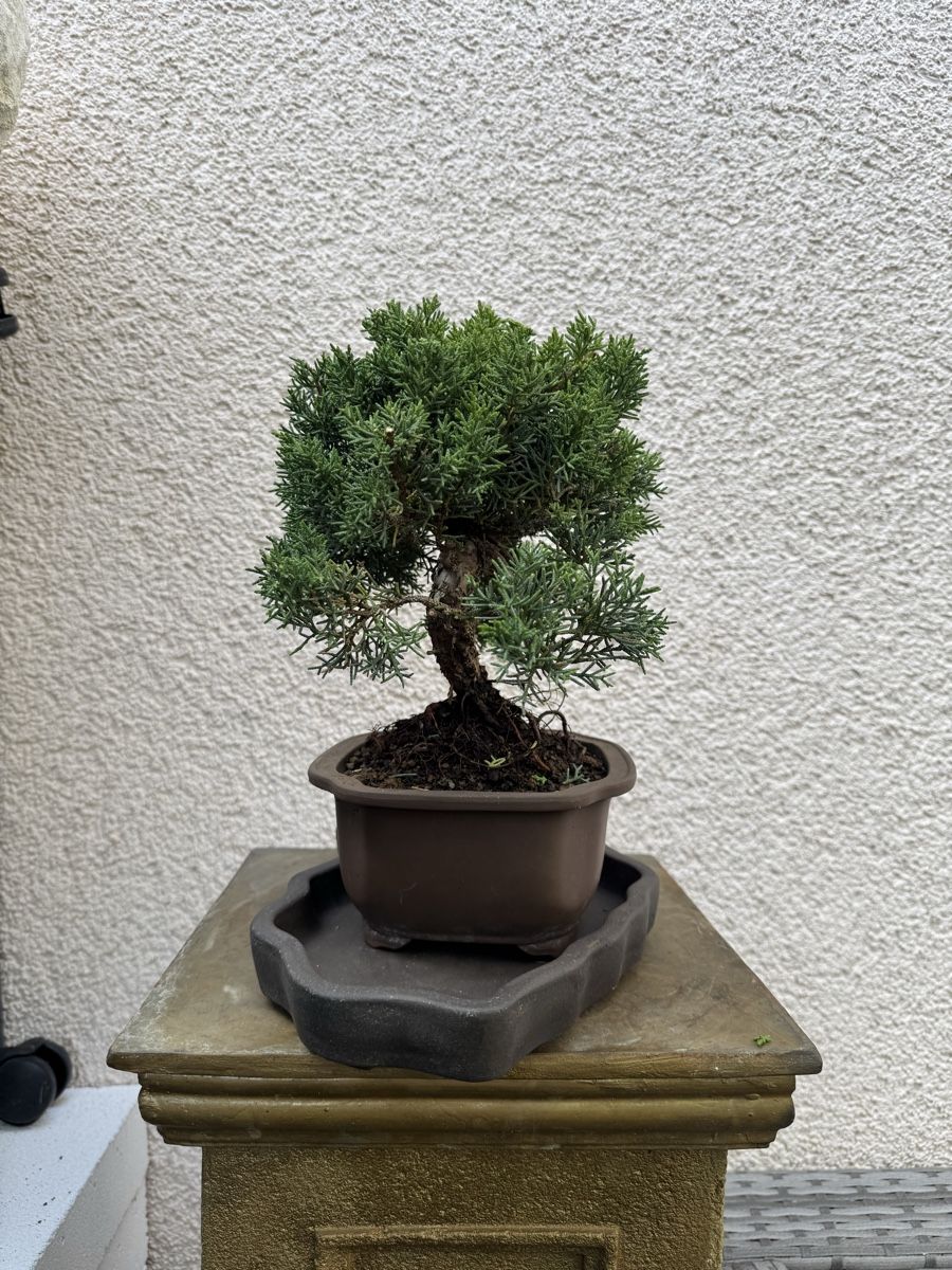 Pflanzen & Samen: Wunderschöner Wacholder Bonsai. – Gebraucht aus Rümlang von Gruseh.ch 4
