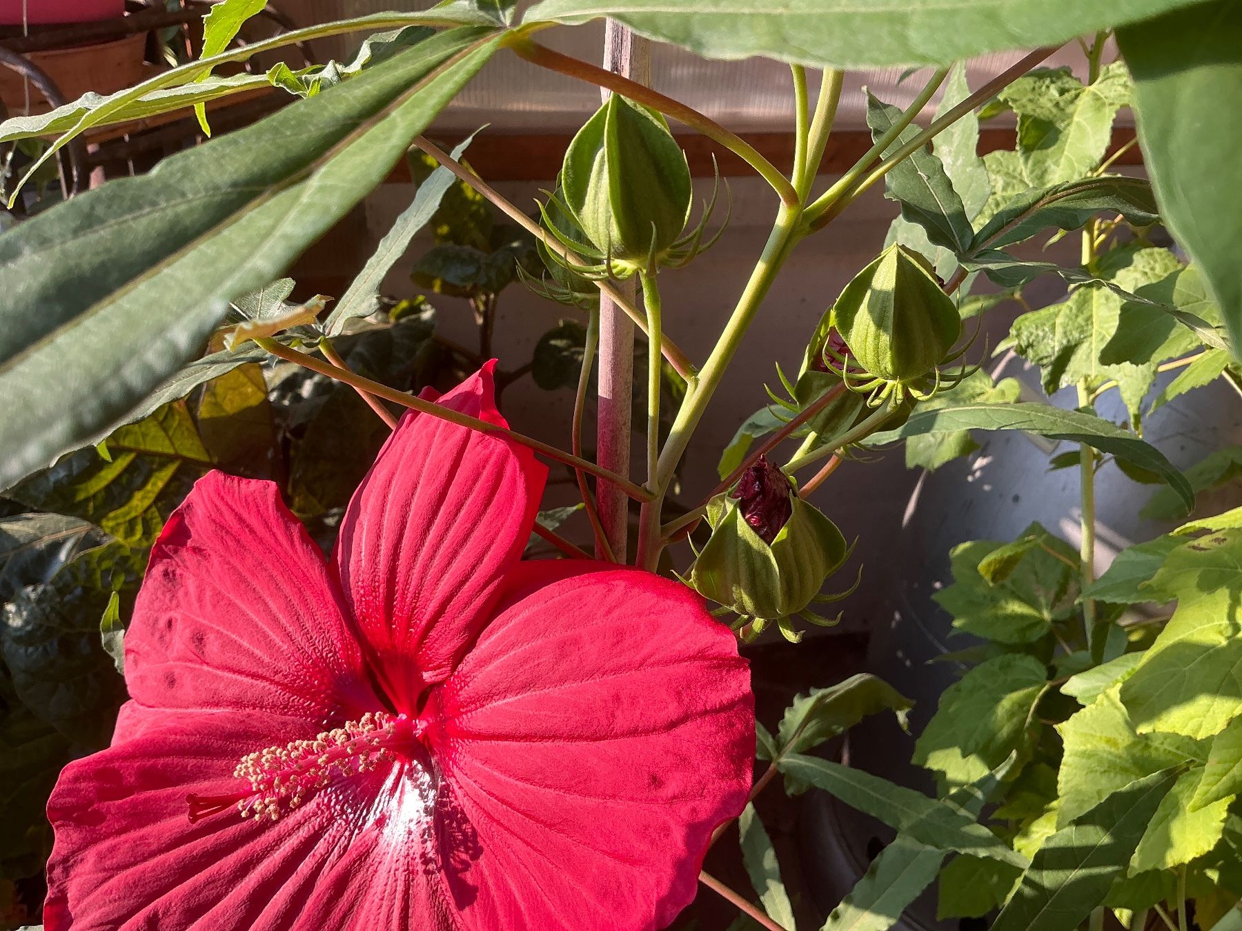 Piante & sementi: Hibiskus moscheutos winterhart – Usato da seon venduto da Agnom 1