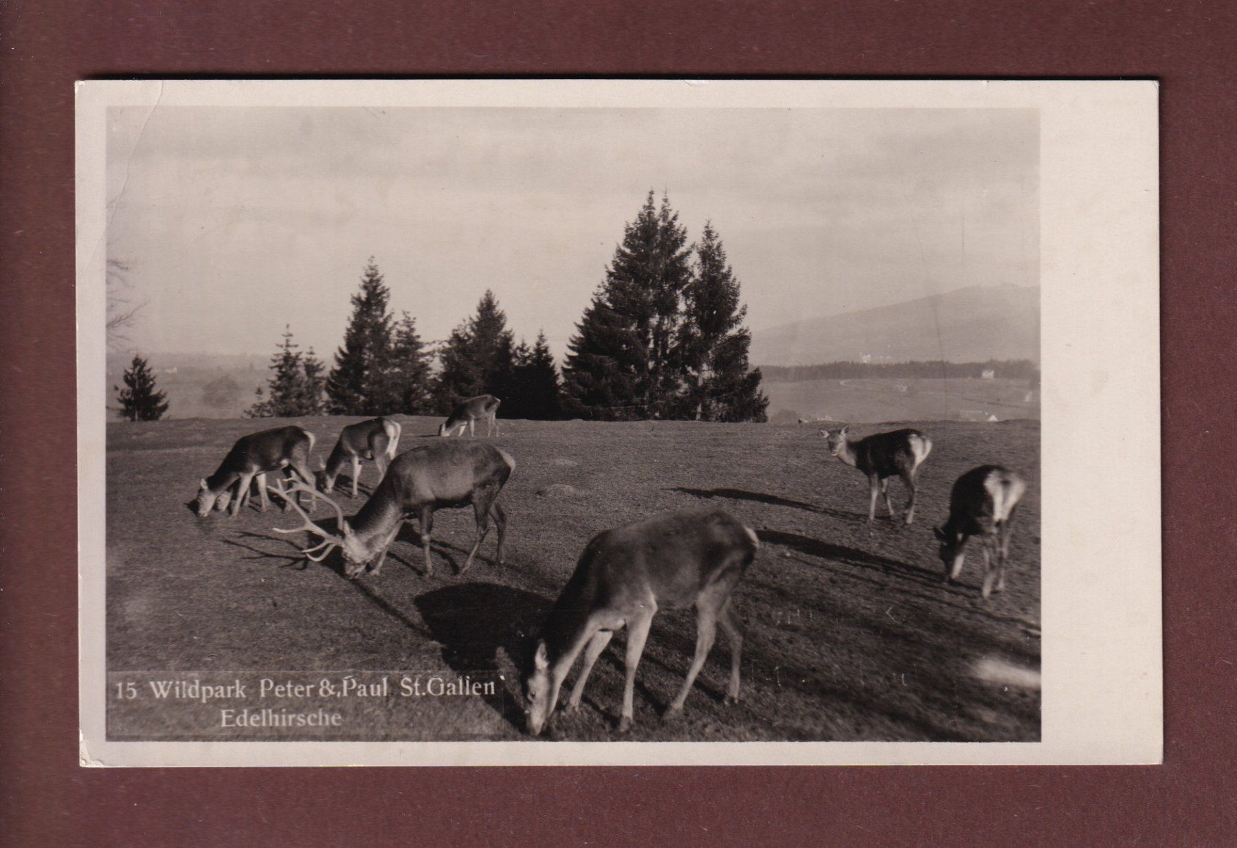 Cartoline postali: ST. GALLEN - Wildpark Edelhirsche 1936 Feldpost // Eckbug // – Usato da Pully venduto da nicecards-shop
