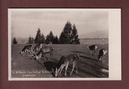 ST. GALLEN - Wildpark Edelhirsche 1936 Feldpost // Eckbug //