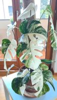 Monstera Variegata Half Moon Steckling – Selten & Top-Wurzel
