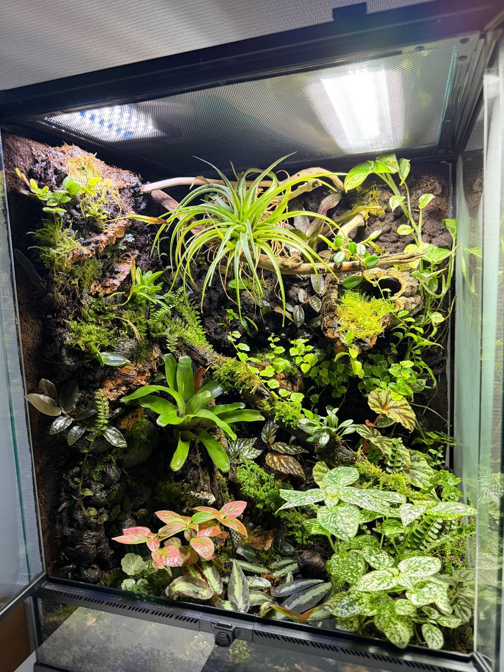 Terrariums: Natural bioactiv terrarium – D'occasion à Schüpfen par 666_mx9v 2
