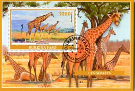 Block "Giraffen". Burkina Faso.