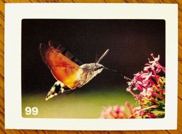Migros Nature Detectives - Bild Nr. 99