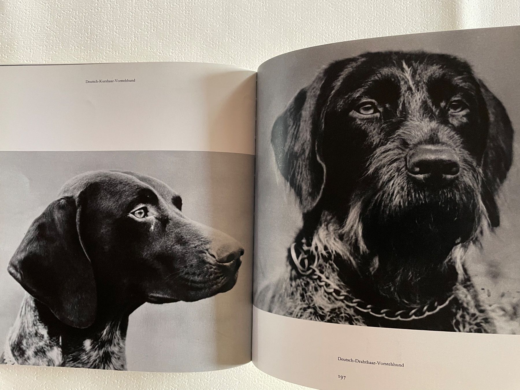 Libri: Buch Lockende Jagd 1970 – Usato da Wyssachen venduto da Hahe89 9