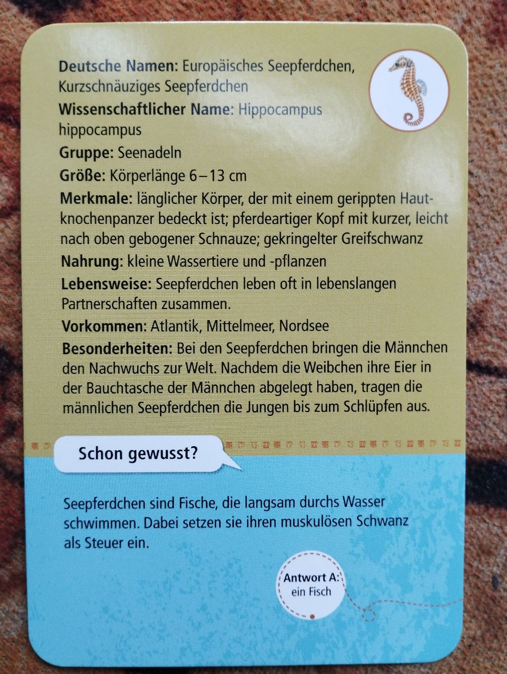 Giochi: 50 Meerestiere Quiz – Nuovo (secondo la descrizione) da Hallwil venduto da cao_x7wb 3