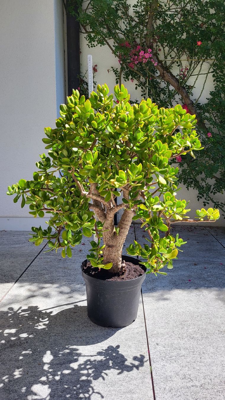 Plantes & graines: Geldbaum ca.90 cm hoch. – D'occasion à Muttenz par Igma 2