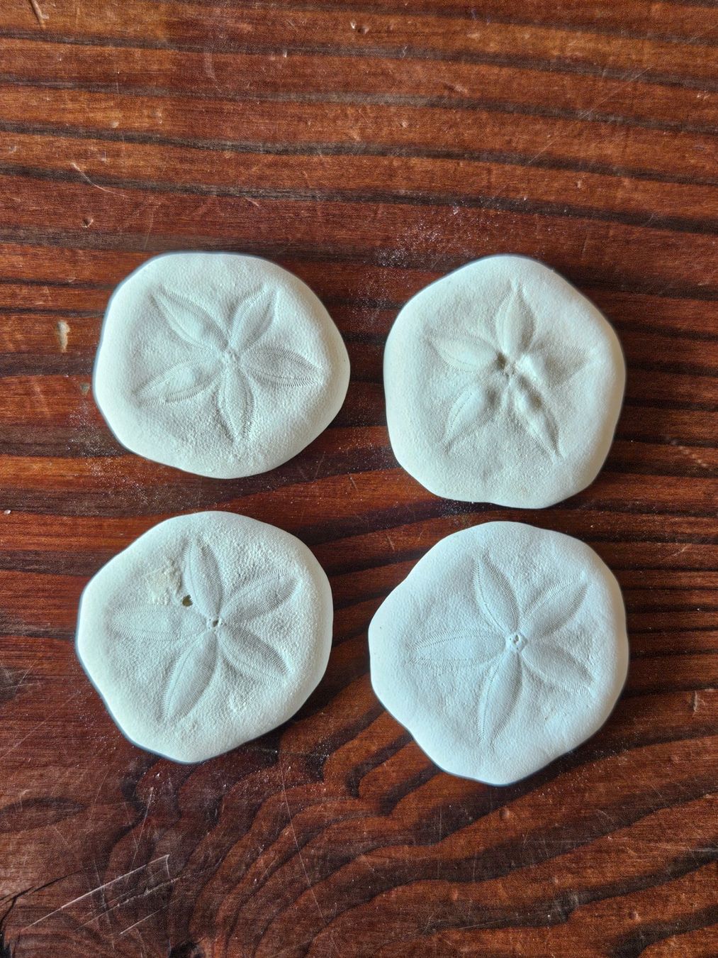 Fossili: Seeigel Sand Dollars – Nuovo (secondo la descrizione) da Maseltrangen venduto da Chrusli7 1