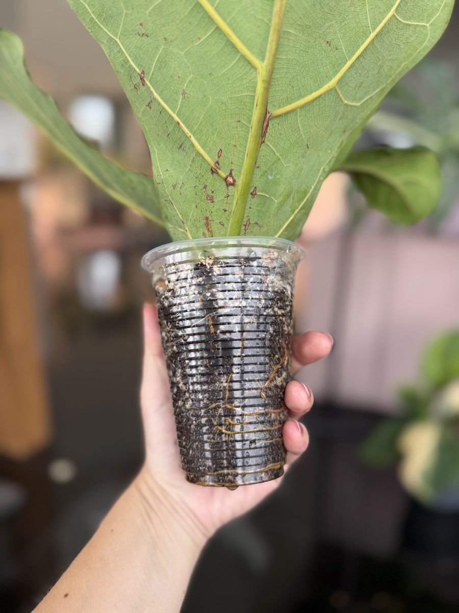 Piante & sementi: Ficus Lyrata  – Nuovo (secondo la descrizione) da Buchrain venduto da Stetoscop 1