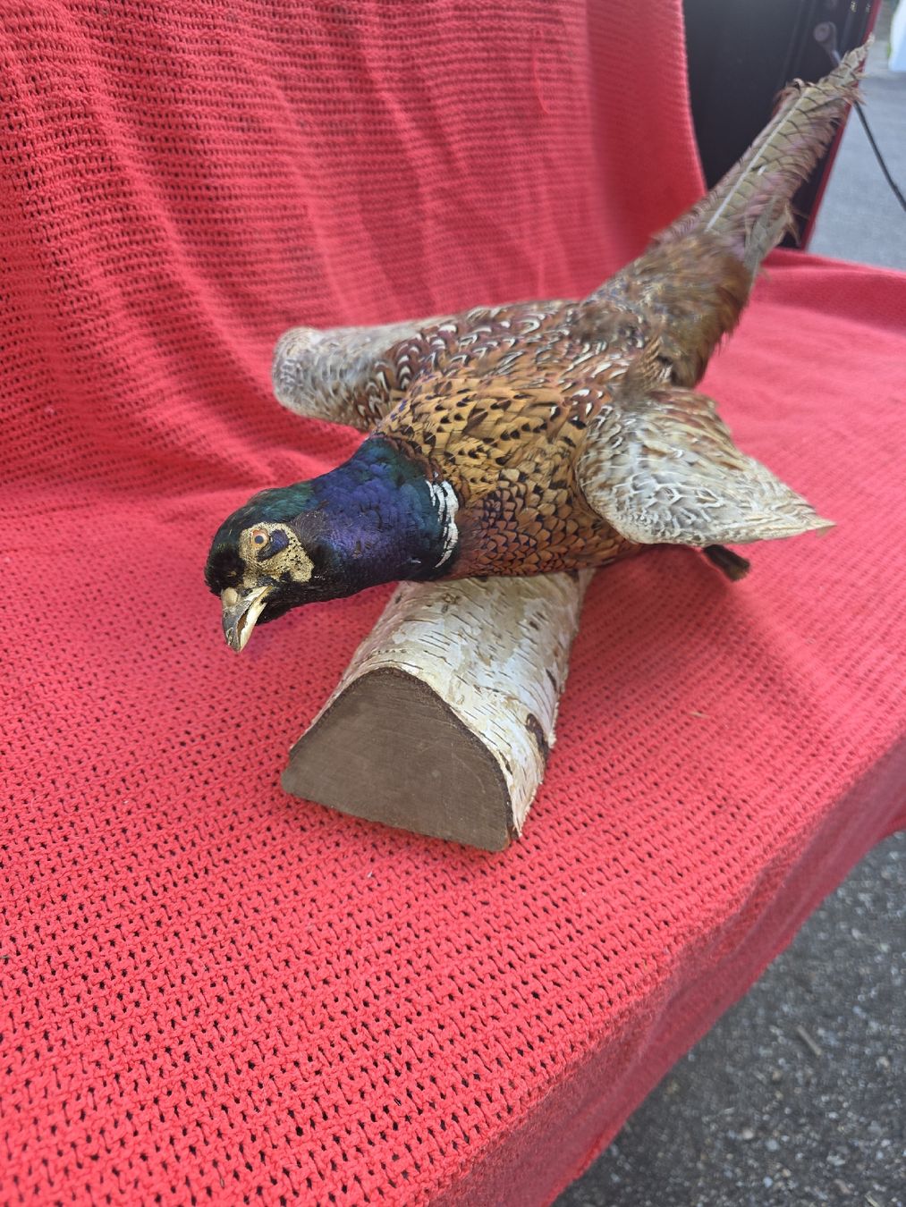 Il mondo degli animali: Präperat Fasan – Usato da Hasle LU venduto da Auctions_Hunters