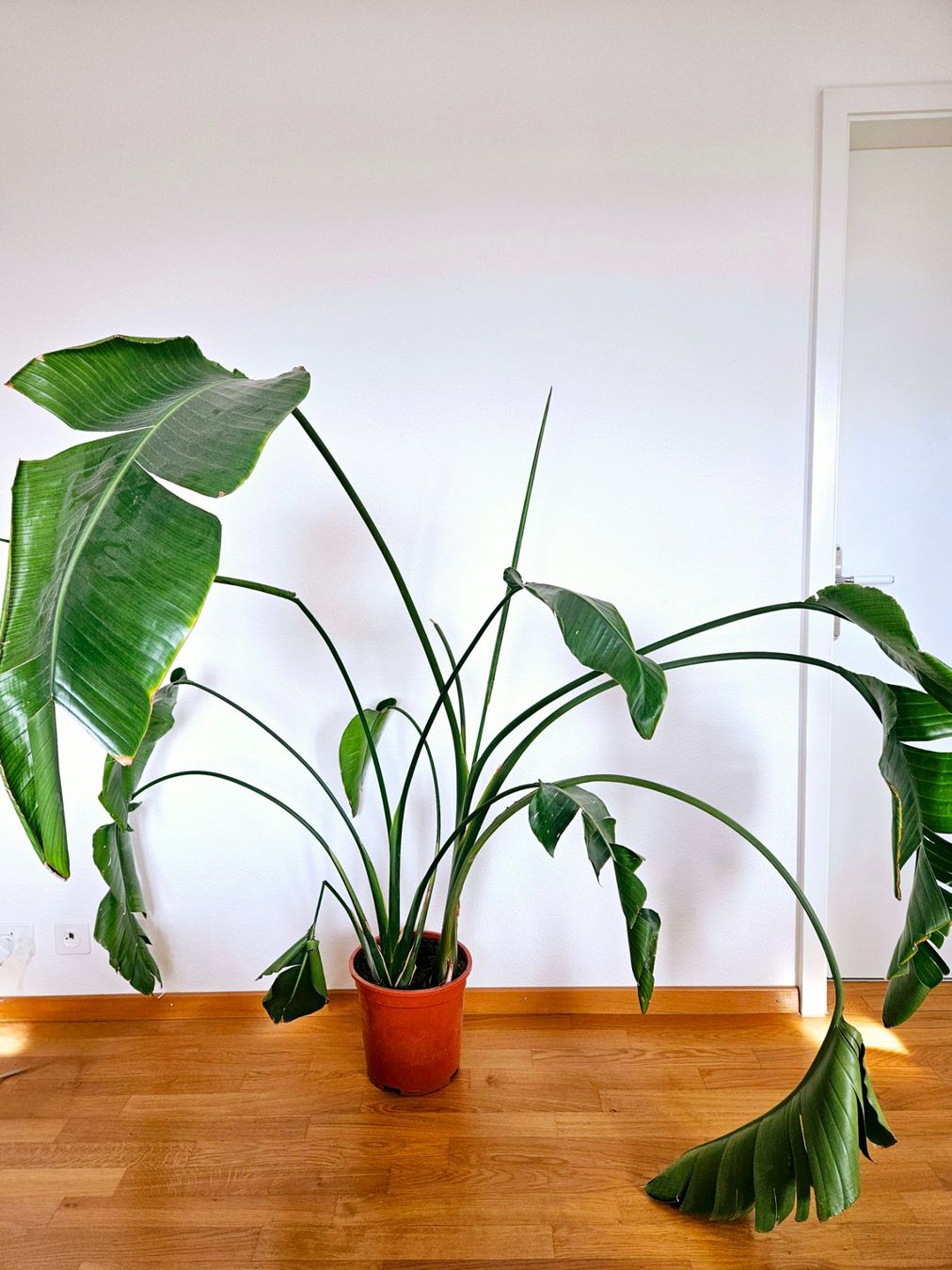 Piante & sementi: Strelitzia Nicolai – Usato da Zürich venduto da carmine04 4