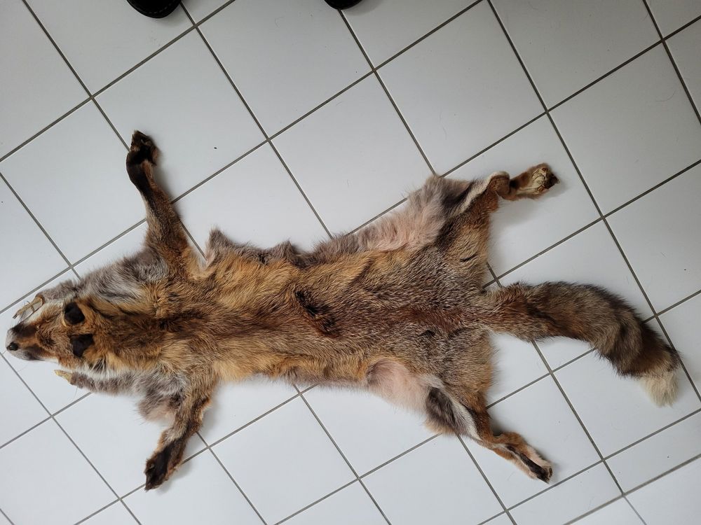 2 Jagd Fuchsfelle 3