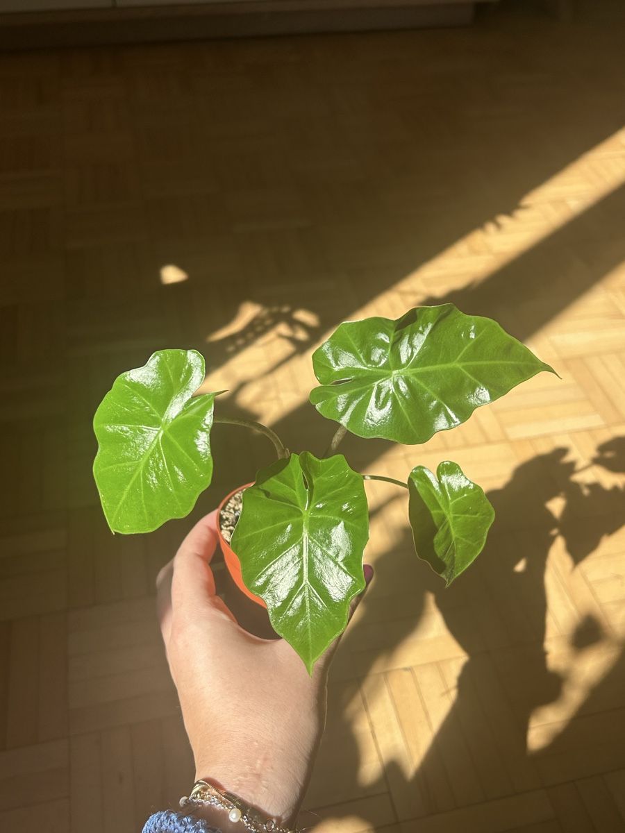 Piante & sementi: Alocasia Portodora  – Usato da Vaduz venduto da joana.macedo 1