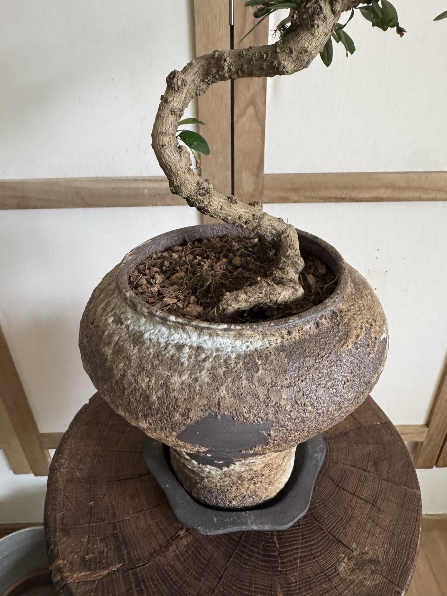 Pflanzen & Samen: Fukientee Bonsai 50cm – Gebraucht aus Rümlang von Gruseh.ch 5