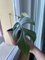 Monstera minima, Zimmerpflanze