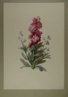 GIROFLÉ (QUARANTAINE), LITHOGRAPHIE UM 1850