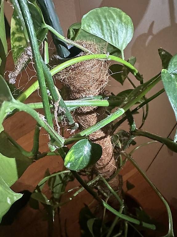 Piante & sementi: Golden Pothos – Usato da Fürigen venduto da nur_z96n 2
