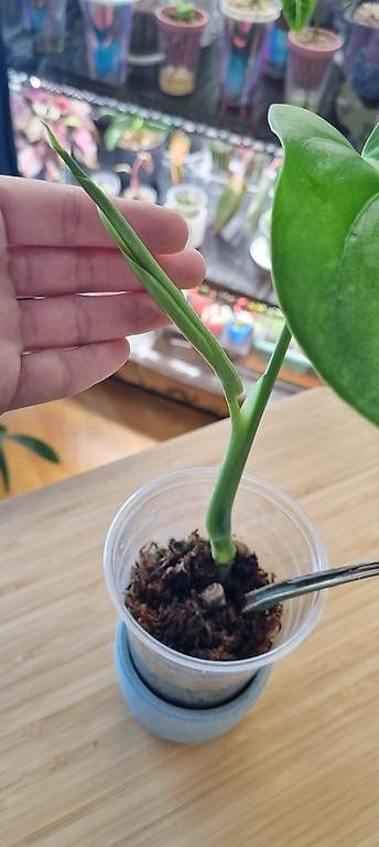 Piante & sementi: Monstera variegata aurea – Nuovo e nell'imballaggio originale da Wallenwil venduto da pet_mz5n 2