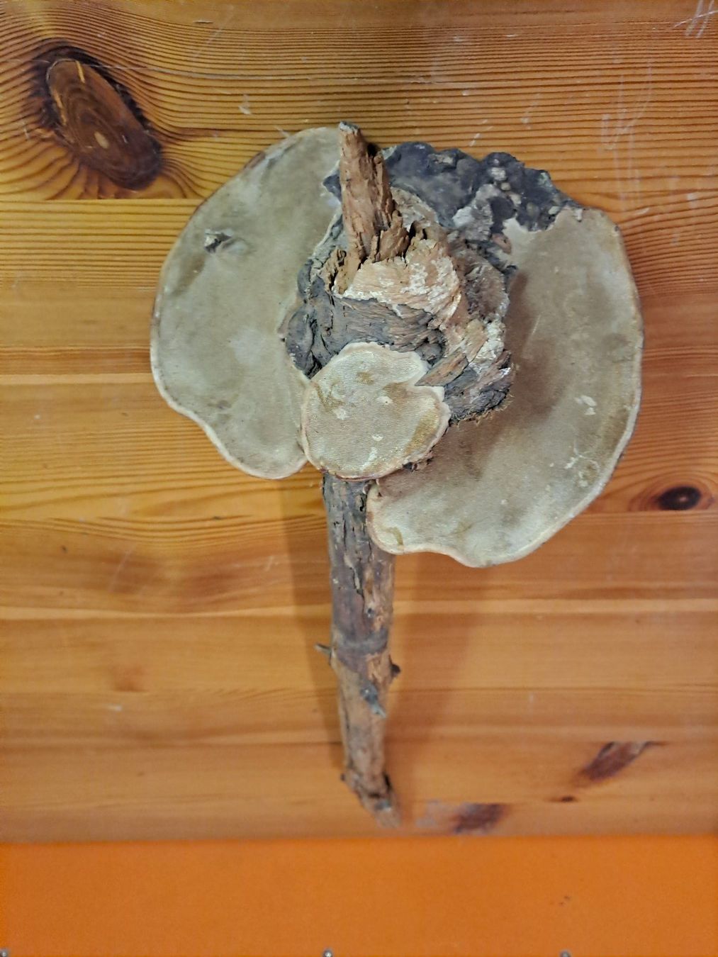 Tutte le decorazioni: Baumpilz um einen Baumstecken – Usato da Sedrun venduto da placi13. 2