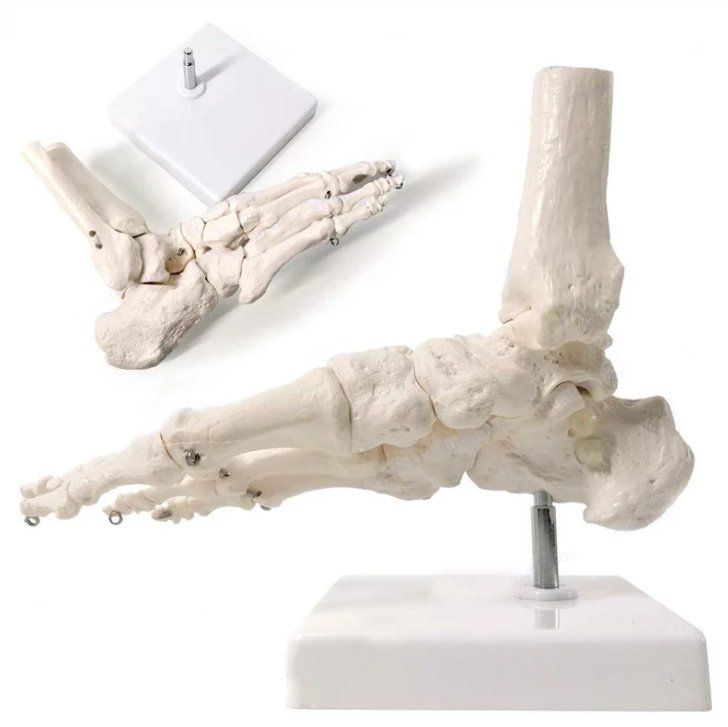Kit di modellismo & Modellini statici: Fuss-Skelettmodell in Lebensgröße - Anatomisches Modell – Nuovo e nell'imballaggio originale da Geneve venduto da Titi2008 2