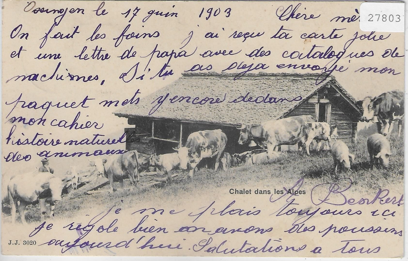 Cartes postales: Chalet dans les Alpes - Kühe, vaches – D'occasion à Ettingen par Kartenplanet