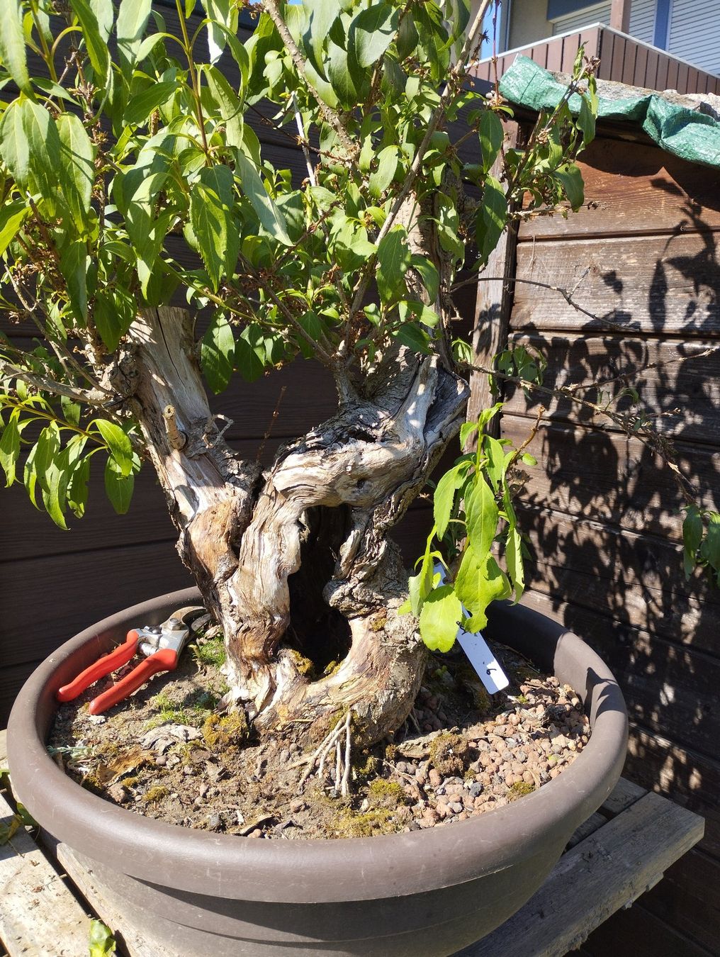 Piante & sementi: Bonsai Rohling Forsythie – Usato da Oberwil BL venduto da suaku 1