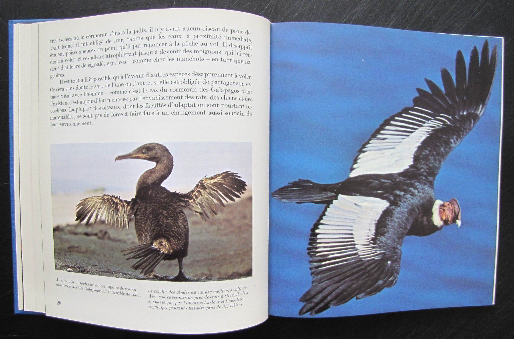 Libri: Oiseaux des terres lointaines. Ed Mondo – Usato da Genève venduto da Brindisina2019 3