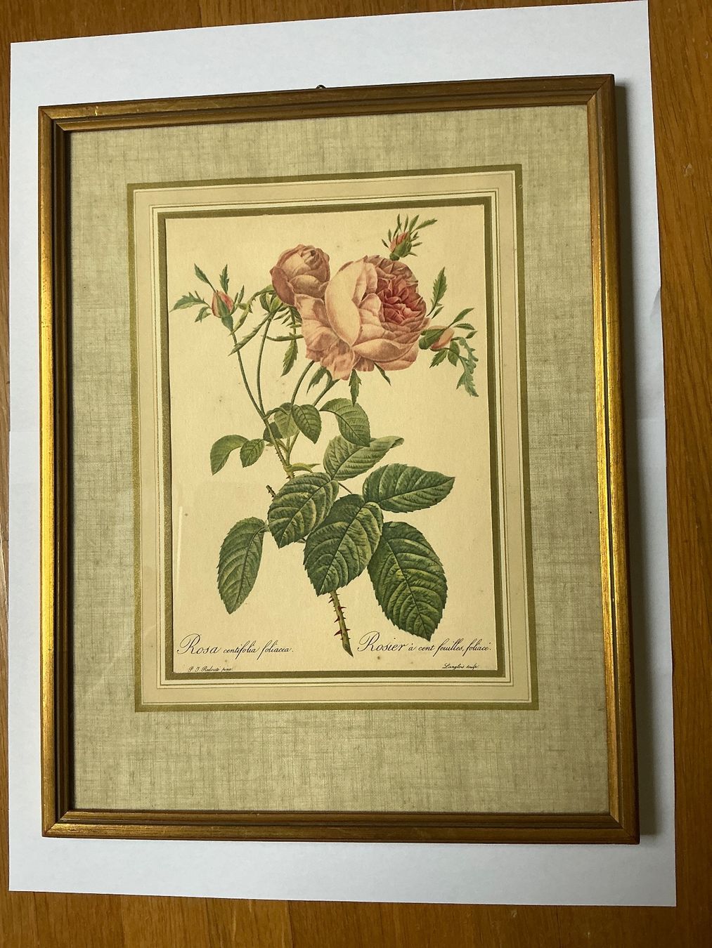 Foto & Immagini: Bild Rosen P.J. Redouté – Usato da Maur venduto da 20hcodracir11