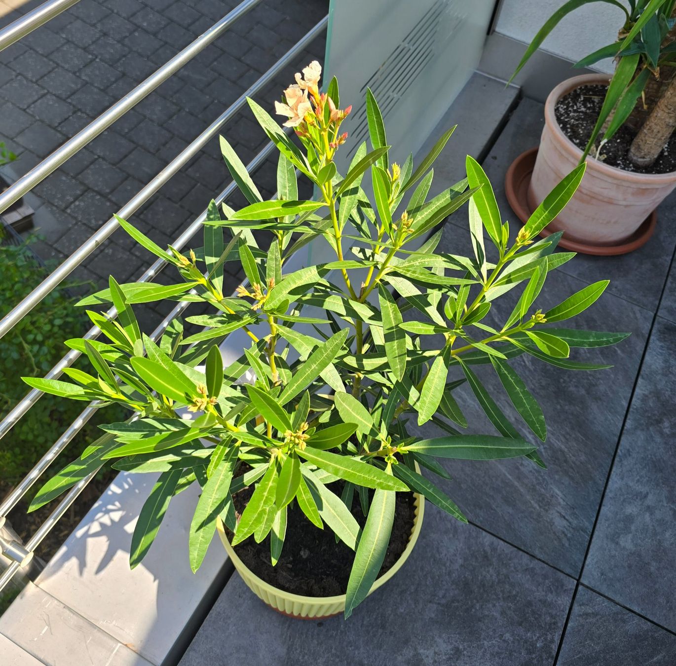 Plantes & graines: Oleander mit Topf – D'occasion à Aarburg par popkorn65 4