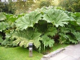 Rhubarbe Géante (Gunnera) 15g