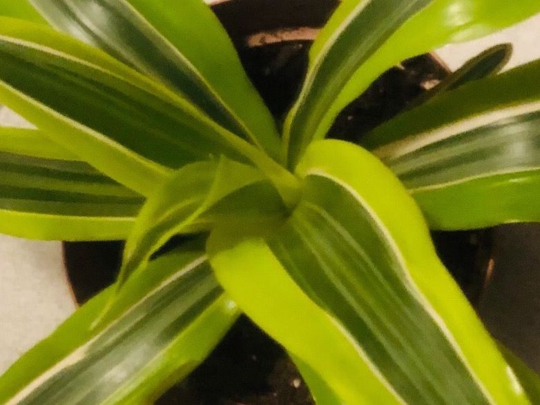 Pflanzen & Samen: Seltene DRACAENA REFLEXA LIME/ PLEOMELE REFLEXA LIME 10-15cm – Neu und originalverpackt aus Rovio von POSITIFFARTandPLANTS 2